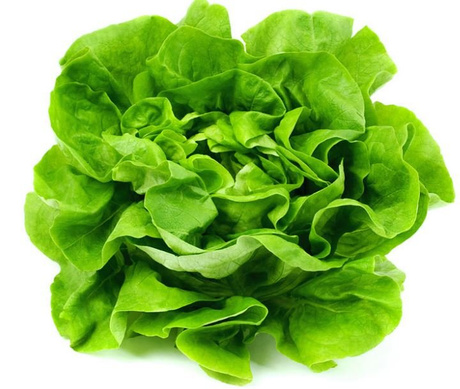 Lechuga