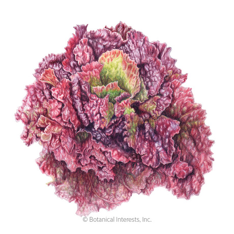 Lechuga